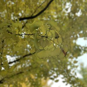 北京老妇女一88MAV
